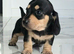 Quality Miniature Dachshunds