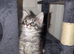 Tica registered mainecoons