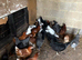 POL Pullets