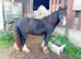 Yearling colt