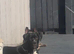 Female cane corso 9 months old