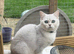 GCCF registered British Shorthair