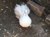 Fantail for sale