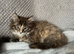 Beautiful Maine Coon kittens