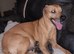 RHODESIAN RIDGEBACKS PUPPIES