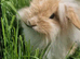 Mini lops and lion lops