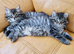 Ragdoll Mix kittens. Possible delivery