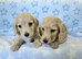 Clear cream long haired mini dachshunds