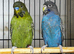 Black face budgies
