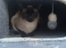 Female ragdoll x siamease 1year old