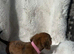 Beautiful Half breads dachshund Half Jack Russell