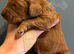 F1 mini cockapoos various colours 30 dna health tested clear