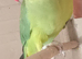 Birds for sale