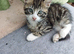 Main coon and bengal mix boy 10 weeks