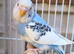 I have 4young budgies for sale in Maidstone