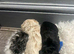 Stunning Maltipoo puppies !