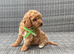 Beautiful fox red cavapoochon pups