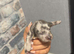 Dachshund