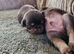 Pug litter