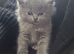 2 beautiful british short-hair kittens left