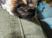 Baby coronet guineapig