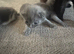 Kittens for sale