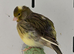 Beautiful Mixed Canaries available!!!