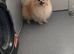 Two years old mini pomeranian