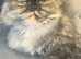 Beautiful full Persian tortie female