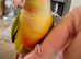 Handreared baby conures