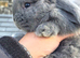 2 French Lop Doe's