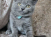 British blue shorthairs LAST 3 LEFT