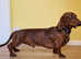 Kc registered brindle standard dachsund for stud