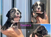 Frenchyxamerican bully