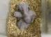 Super cuddly baby African greys