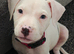 2 female pups for sale