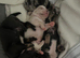 French bulldog puppies ready now for new family