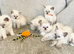 Ragdoll kittens ready to reserve