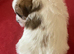 Stunning RKC registered Jack Russell puppies