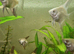 Bulgarian Seal Point Angelfish