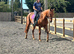 15.3hh 3 yr Reg Hilston part bred appaloosa