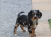 Beautiful Cockerlierpoo puppies for sale