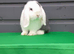 Beautiful mini lop bunny. READY NOW