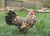 Chicks, Chickens, Cockerels & Hatching Eggs pure breed
