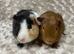 Beautiful Bonded Guinea Pigs