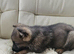 German shepherd puppy's isabellla / stable