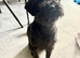 Pet visits SO45 Postcodes