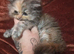 Kitten girl chinchilla Persian