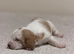 Quality KC Basset puppies