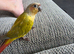 3 month old conure